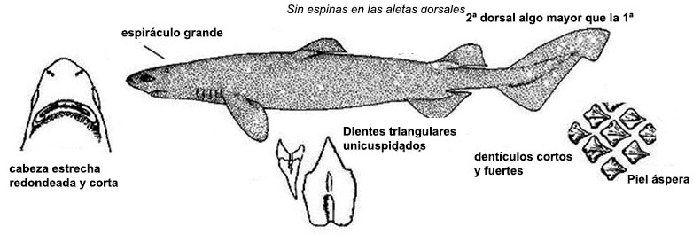 Dalatias licha_01.jpg